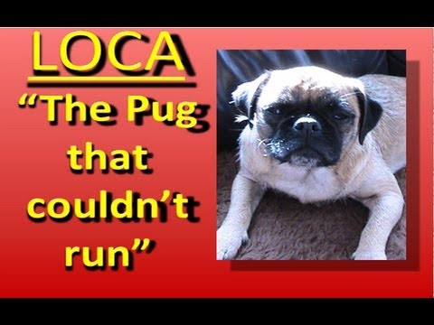 Loca the Pug singing......'The pug that couldn't run'