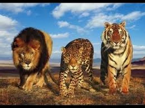 BIG CATS Deepest Secrets ✔ Lions,Tigers & Ligers