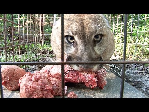 How to Feed 100 BIG CATS!