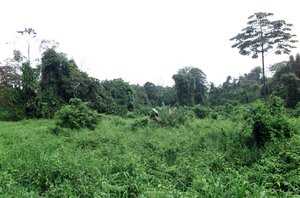 File - Dense rain forest vegetation in the La Selva region of Costa Rica.