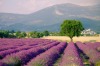 Lavender fields in Provence, France.