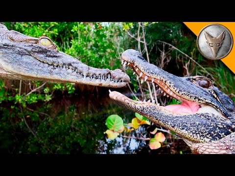 Alligator vs Crocodile!