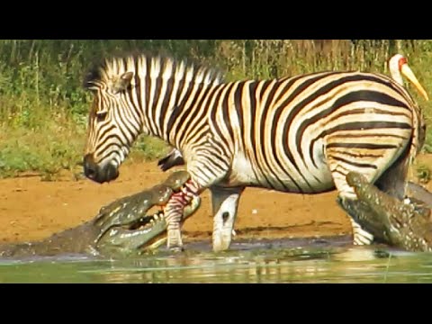 Zebra Escapes the Jaws of 2 Crocodiles