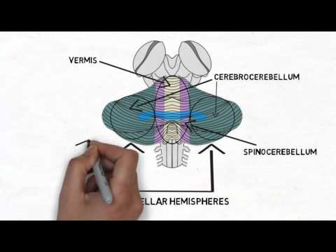 2-Minute Neuroscience: Cerebellum