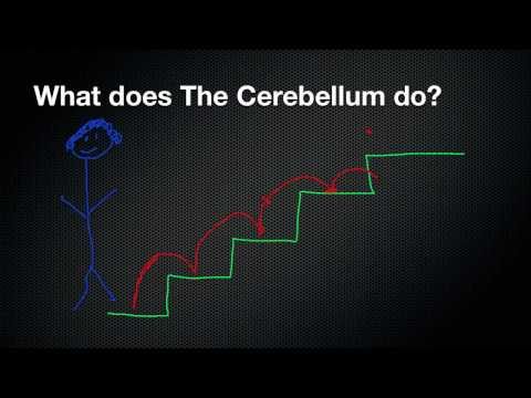 026 The Function of the Cerebellum