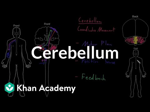 Cerebellum