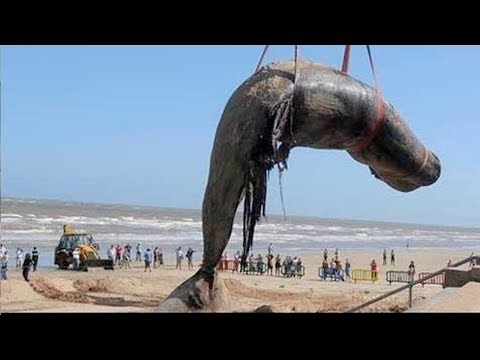 Worlds Biggest Dead Whale Fish At Juhu Beach Mumbai