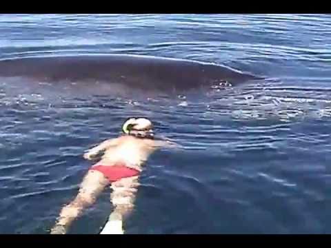 Humpback Whale Shows AMAZING Appreciation After Being Freed From Nets