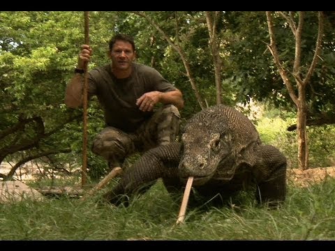 Largest Lizard on Earth - The Komodo Dragon - Deadly 60 - Indonesia - Series 3 - BBC