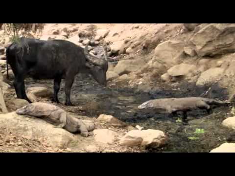 Komodo Hunt a Buffalo