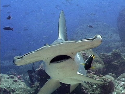 Jonathan Bird's Blue World: Hammerhead Sharks