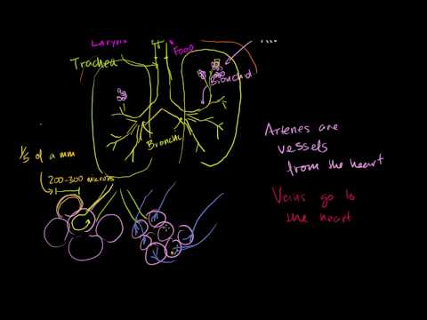 The Lungs and Pulmonary System