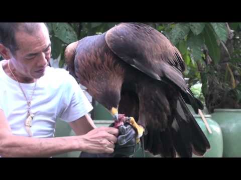 Golden Eagle Training, First Step After Maning