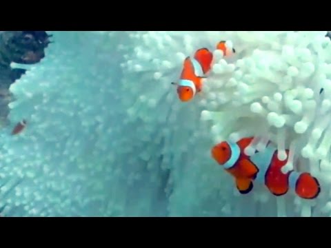 Australian Broadcasting on Great Barrier Reef Bleaching 2016