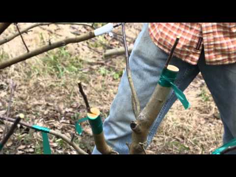 Grafting an Apple Tree at Woodleaf Farm