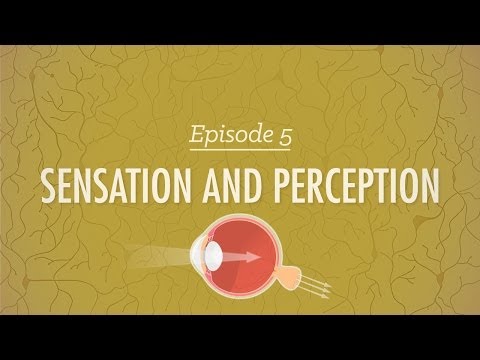 Sensation & Perception - Crash Course Psychology #5