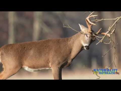 Oh Deer! White-Tailed Deer Biology