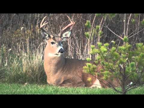 White-Tailed Deer - HD Mini-Documentary