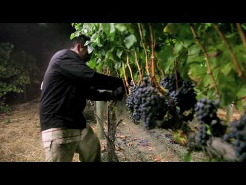 Night harvest, harvesting Merlot grapes for Jordan: Garden Creek Ranch, Alexander Valley