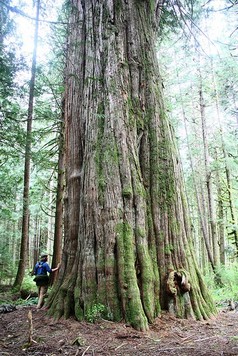 bear coast tours big cedar