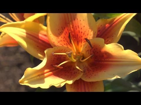 How to Grow Lilies | At Home With P. Allen Smith