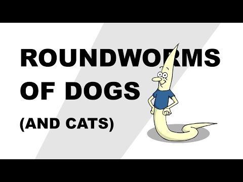 Roundworms of Dogs (and Cats) - Plain and Simple