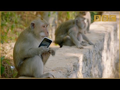 Why are these monkeys stealing from tourists? - World's Sneakiest Animals: Episode 2 Preview - BBC