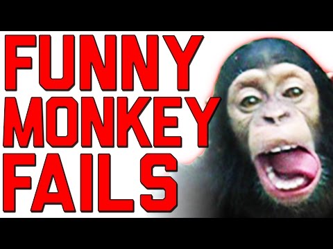 The Ultimate Funny Monkey Compilation || Monkey Fails by FailArmy