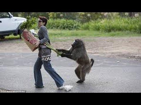 Funny Monkeys Stealing Things Compilation July 2014