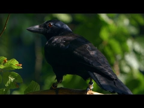 Are crows the ultimate problem solvers? - Inside the Animal Mind: Episode 2 - BBC Two