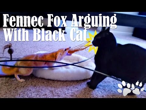 HILARIOUS Cat and Fennec Fox Arguing!!