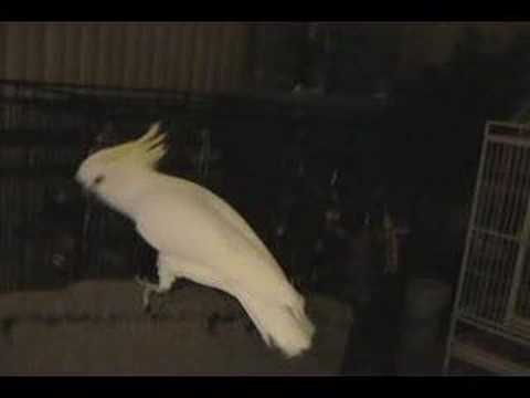 Snowball (TM) - Our Dancing Cockatoo