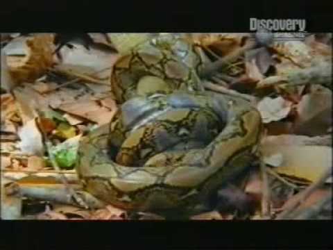 king cobra(Ophiophagus hannah)  vs reticulated python(Python reticulatus)