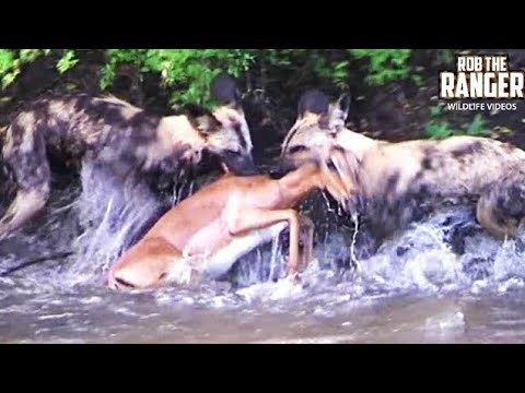 AMAZING GRAPHIC FOOTAGE!!: Swimming Impala Brutally Killed By African Wild Dog Pack!!!