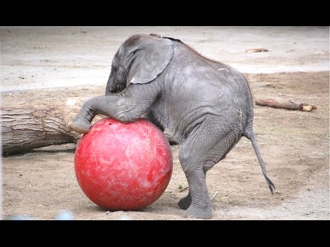 Cute Baby Elephant - A Cute And Funny Baby Elephant Videos Compilation || NEW HD