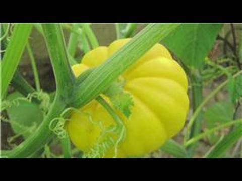 Gardening From Seeds : How to Plant Squash Seeds