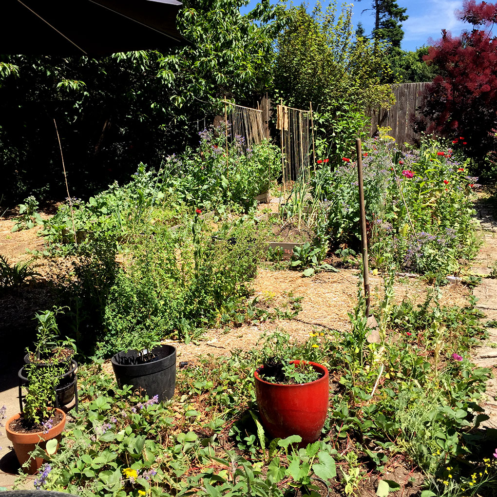 North garden in June