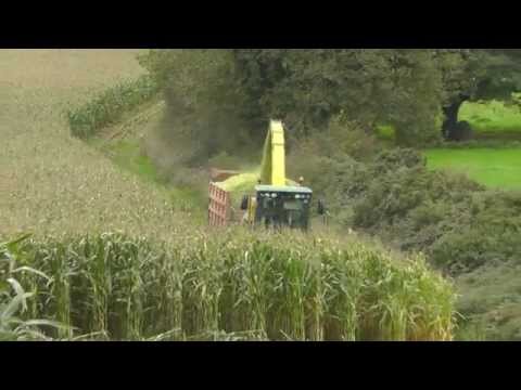 Maize In The Big Field - Buckley Bros (1)