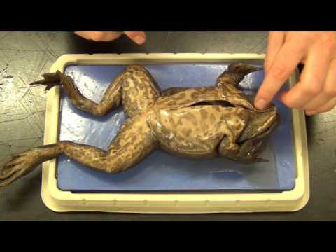 Bullfrog Dissection "Basic"