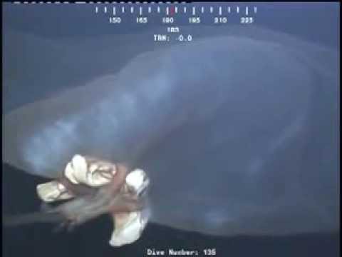 Massive Unidentified Sea Monster Caught on Video Off Oil-Rig