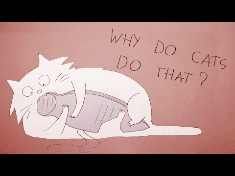 Why do cats act so weird? - Tony Buffington