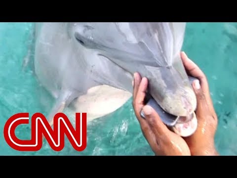 Cheerleader drops phone; Dolphin brings it back