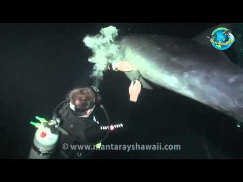 Wild Dolphin "Asks" Divers to Help Free Itself from Hook