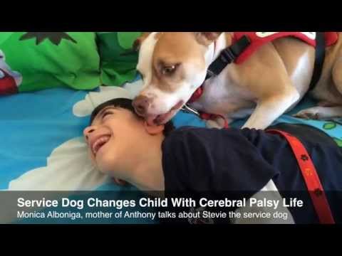 Service dog assists Sunrise boy with cerebral palsy