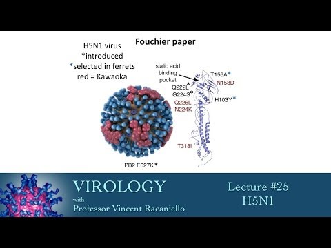 Virology 2014 lecture #25 - H5N1