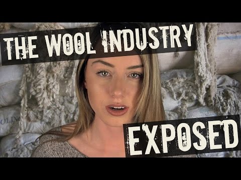 The Wool Industry EXPOSED (What They Don't Want You To Know)