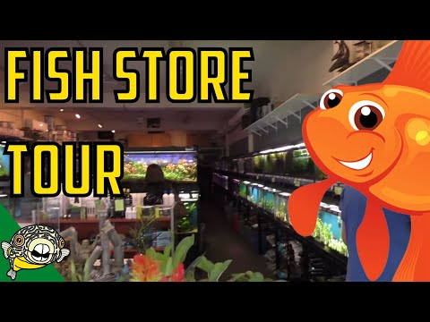 Fish Store Tour - The Wet Spot Tropical Fish in Portland Oregon. HUGE STORE! Hundreds of tanks.