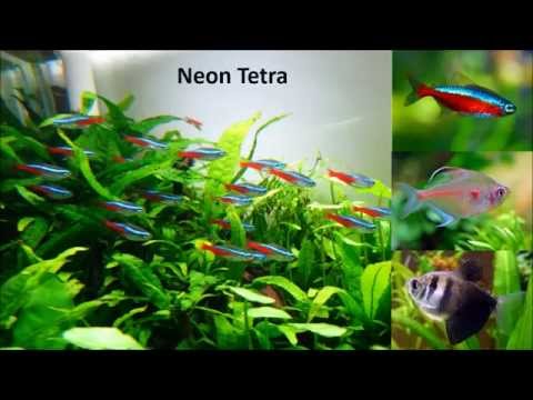 Easy to keep beginner tropical  fish