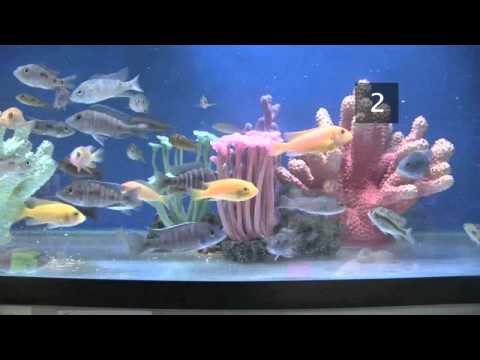 How To Choose Fish for a Tropical Fish Tank