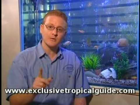 Tropical Fish Selection For Your Tropical Aquarium